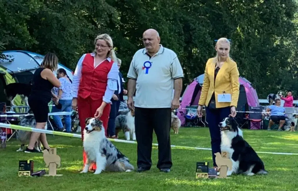 Kalendarz wystaw psów Czechy 2020: daty, miasta i wymagania hodowców