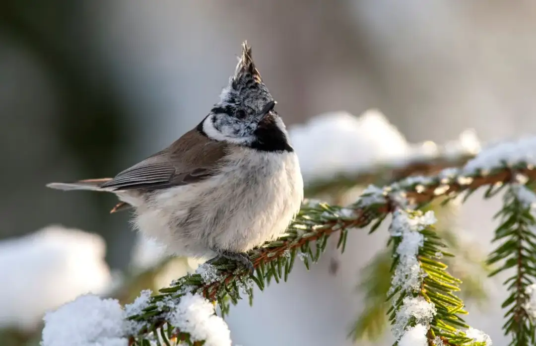 Gdzie zimuje sikorka? Odkryj tajemnice migracji tych ptaków