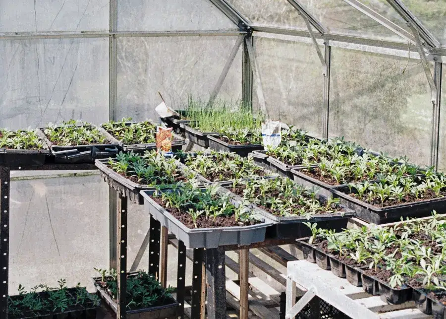 Co opłaca się uprawiać w szklarni? Najlepsze rośliny i zyski