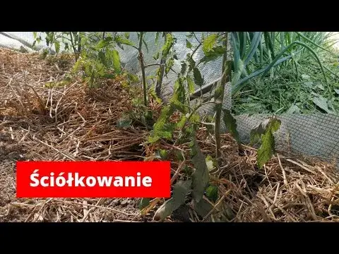Najlepsze materiały do ściółkowania pomidorów w gruncie - porady
