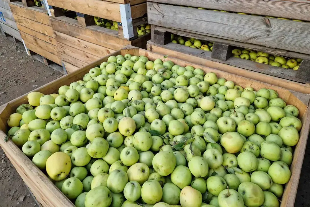 Po ile jabłka na skupie? Sprawdź aktualne ceny i trendy!