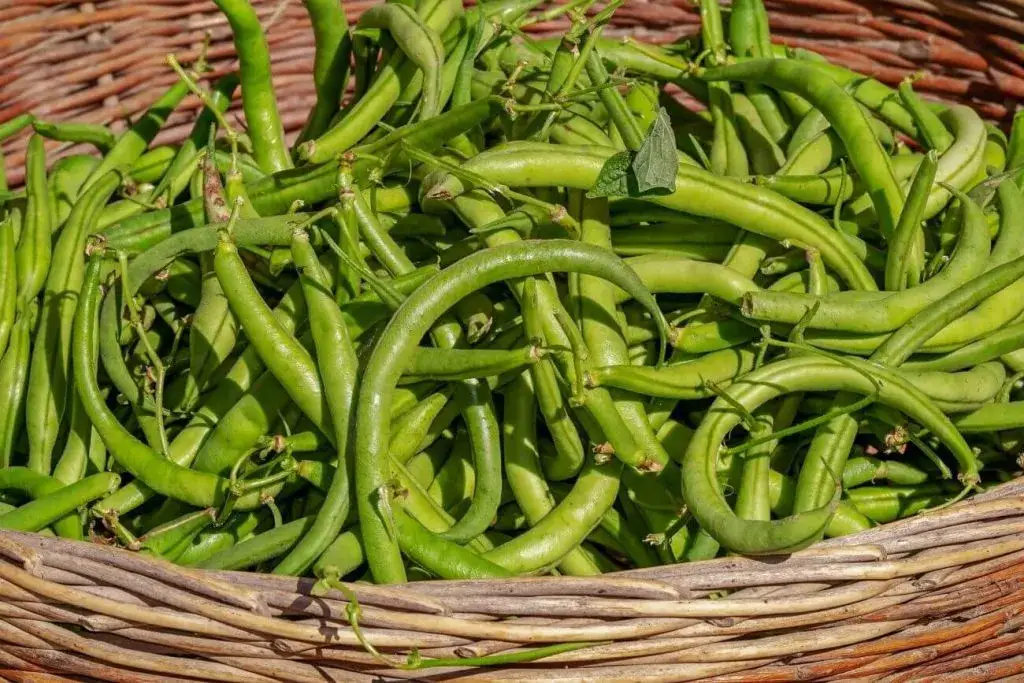 Czy fasola jest dietetyczna? Wartości odżywcze, kalorie i wpływ na odchudzanie