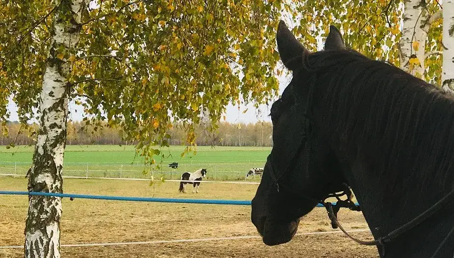 Jak koń widzi człowieka i co to oznacza dla naszej interakcji