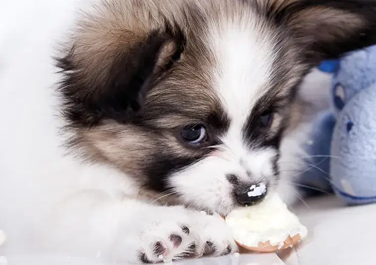 Czy pies może jeść jajecznicę? Odkryj ryzyko i korzyści dla zdrowia