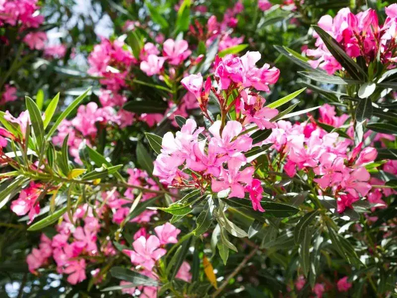Czy oleander może zimować w ogrodzie? Oto co musisz wiedzieć, aby przetrwał