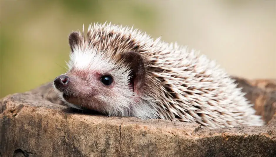 Gdzie kupić jeża do ogrodu i dlaczego warto mieć go w swoim ogrodzie