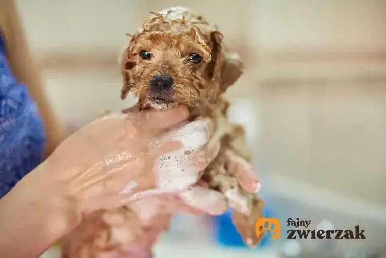 Od którego tygodnia można kąpać szczeniaka? Bezpieczeństwo i porady dla pierwszej kąpieli