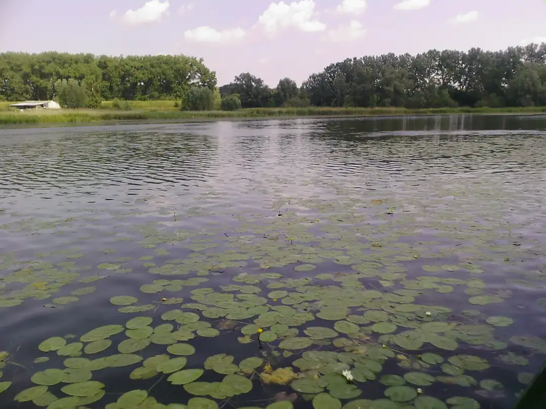 Jezioro Starogrodzkie: najlepsze miejsce na rodzinny wypoczynek w Chełmnie