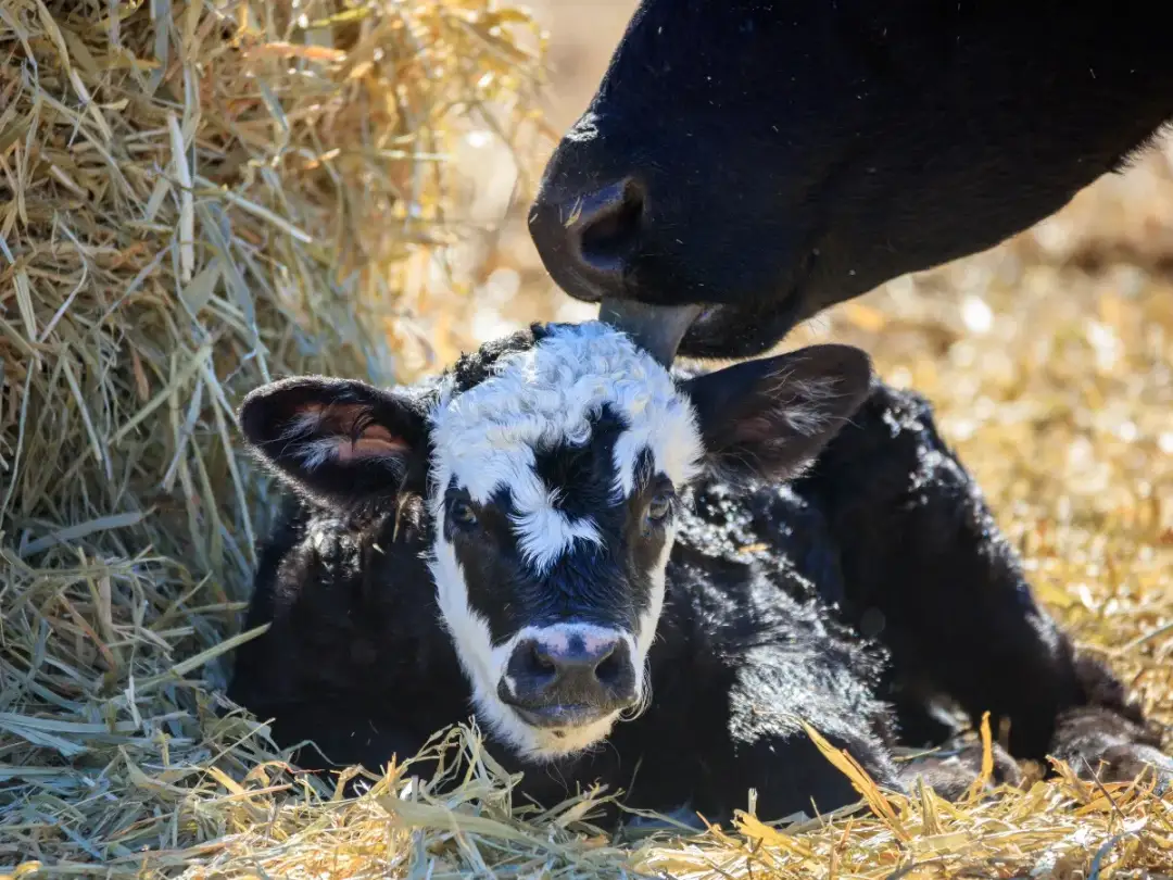 Jak wywołać poród u krowy bez ryzyka dla matki i cielęcia