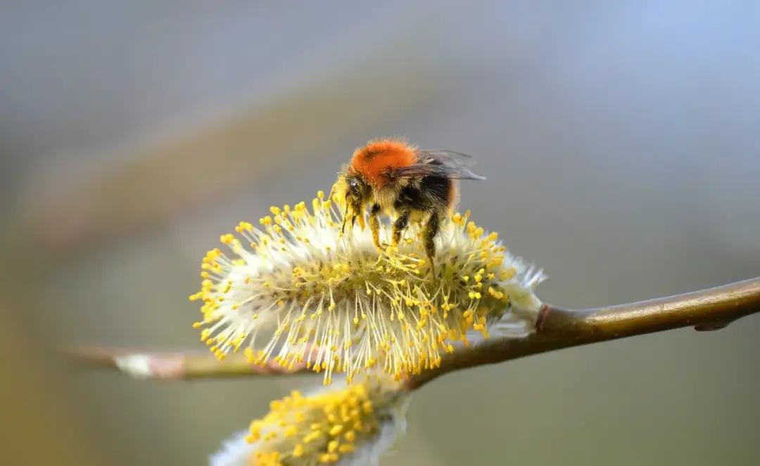 pylenie podczas wiosny