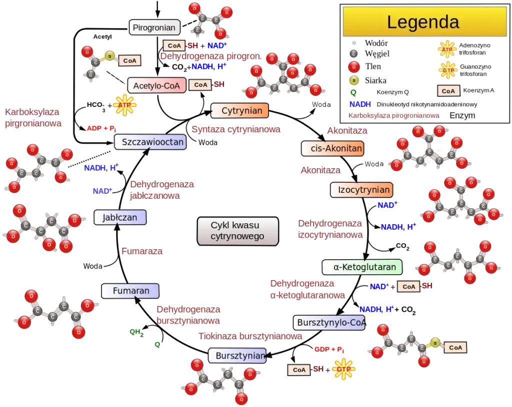 Co to jest metabolizm w biologii i dlaczego jest tak ważny?