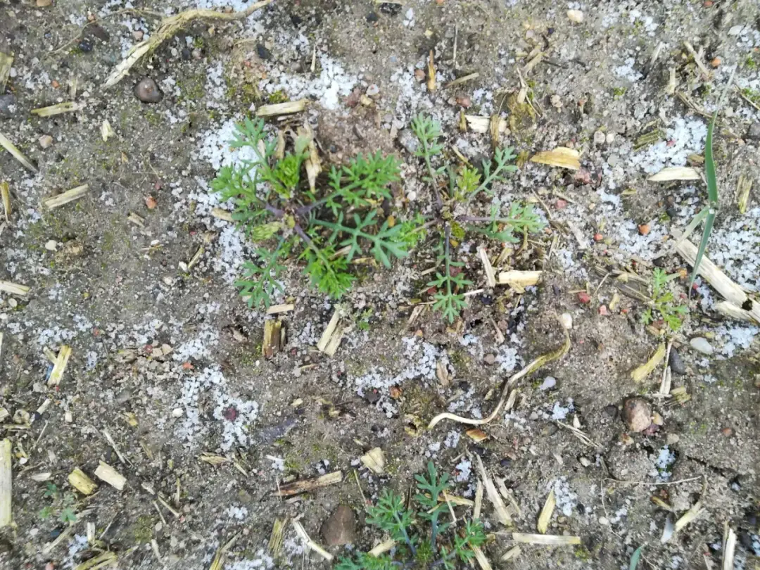 Chwast podobny do rumianku – jak go rozpoznać i unikać w ogrodzie