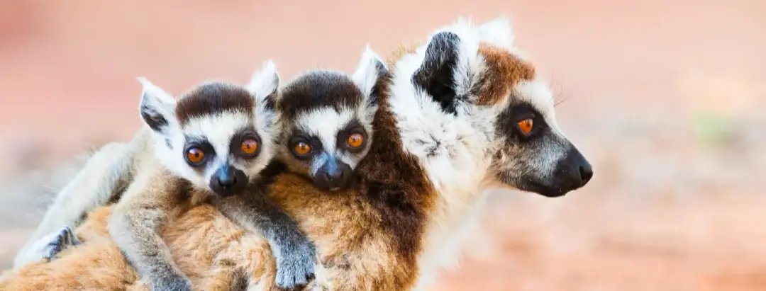 Najlepsze atrakcje w Madagaskarze, które musisz zobaczyć i przeżyć