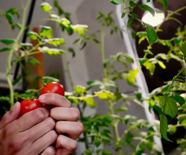 Kiedy wysiać warzywa do gruntu, aby uniknąć nieurodzaju?