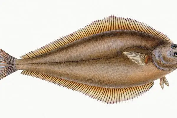 Czy halibut występuje w Bałtyku? Poznaj zaskakującą prawdę o tej rybie