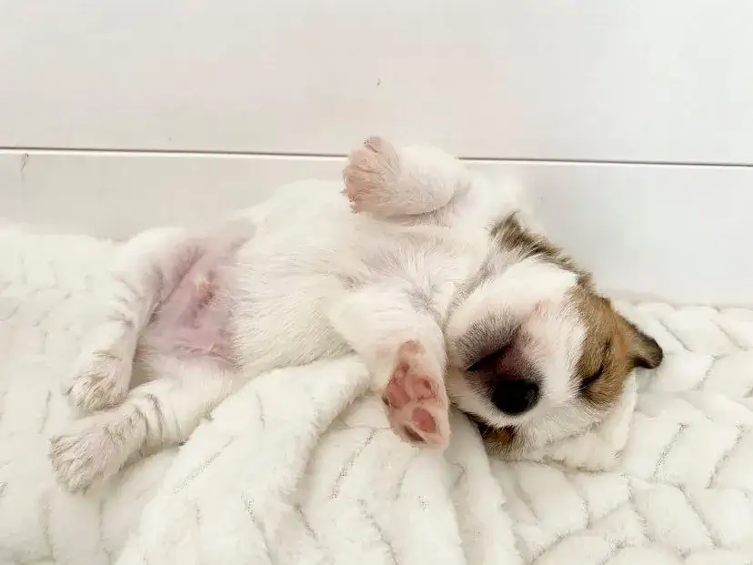 Jak wytresować Jack Russell Terrier, aby unikać frustracji i problemów