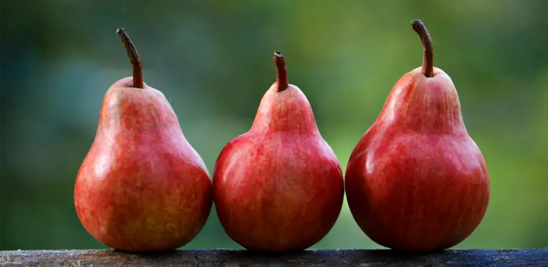 Jaka grusza do ogrodu: wybierz najlepsze odmiany i pielęgnację