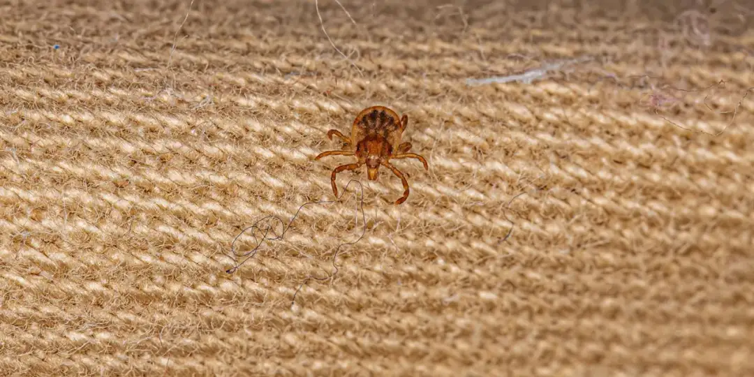 Jak usunąć nimfę kleszcza bezpiecznie i skutecznie - uniknij problemów