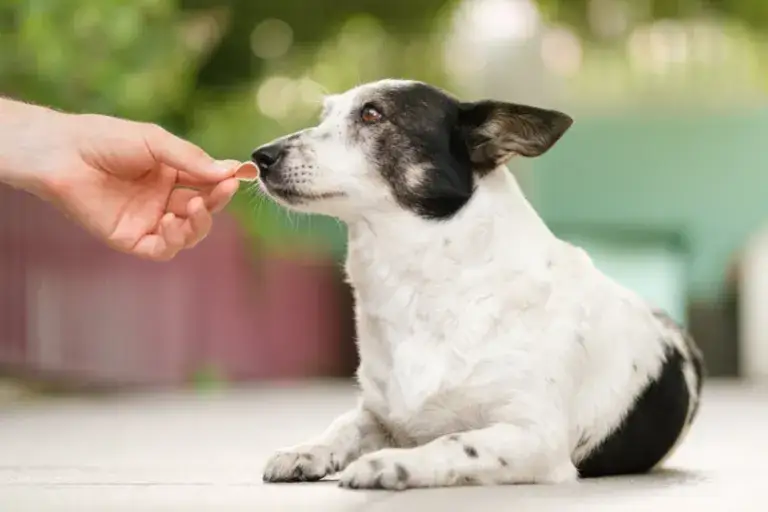 Najlepsza karma dla rocznego psa – wybierz zdrowe jedzenie dla pupila