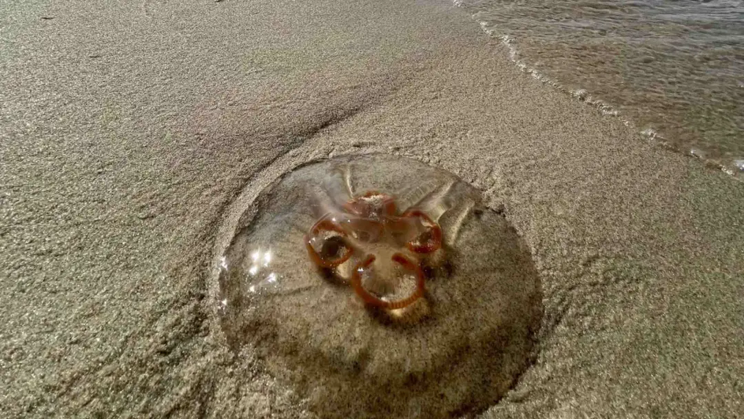 Jakie meduzy żyją w Bałtyku? Kompletna lista gatunków i zagrożeń