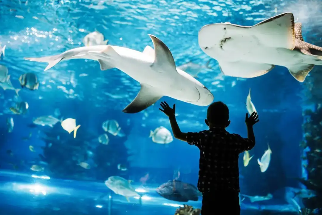 Najlepsze oceanaria w Hiszpanii: co warto zobaczyć i przeżyć