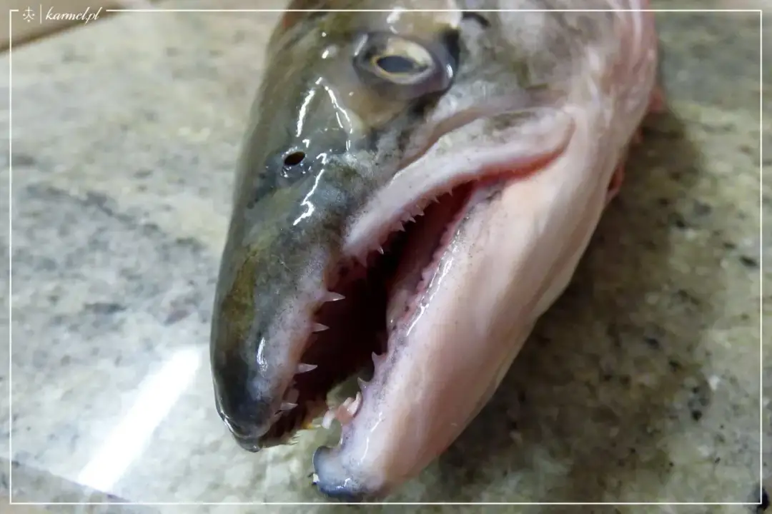 Czy łosoś żyje w Bałtyku? Poznaj prawdę o występowaniu tej rzadkiej ryby