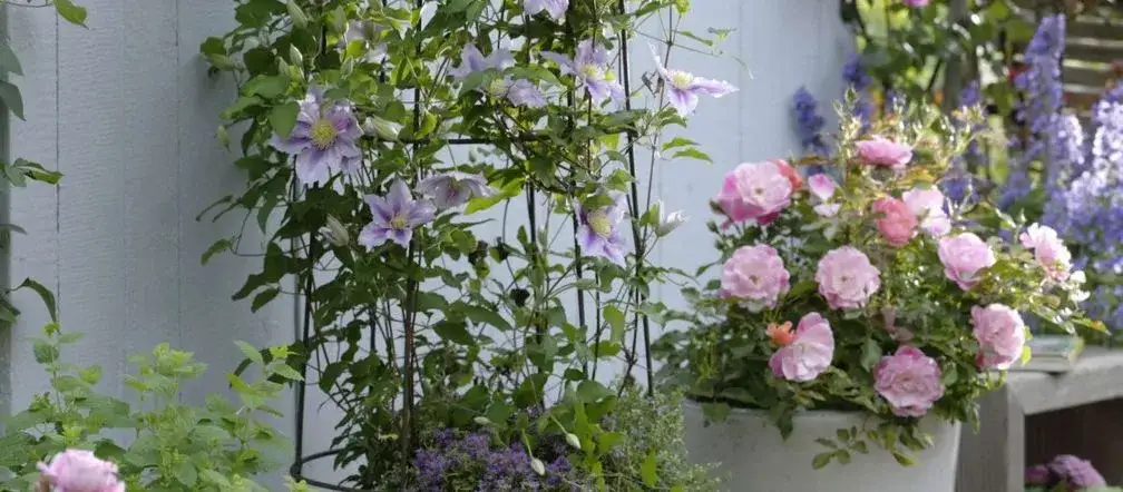 Kiedy sadzić powojniki na balkon, aby uniknąć przymrozków?