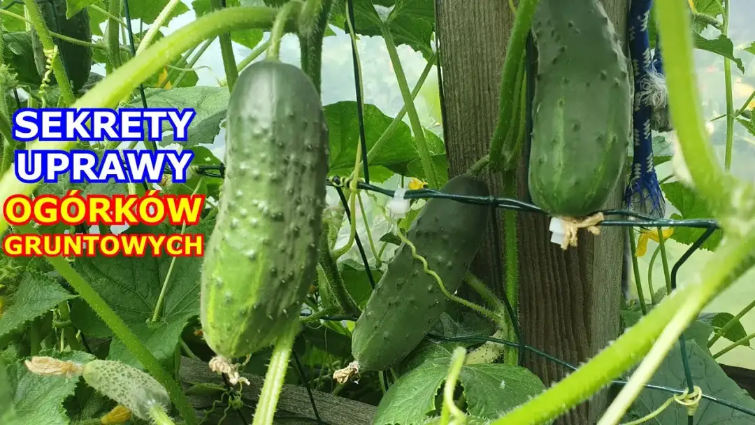 Ile można zarobić na ogórkach? Poznaj opłacalność uprawy
