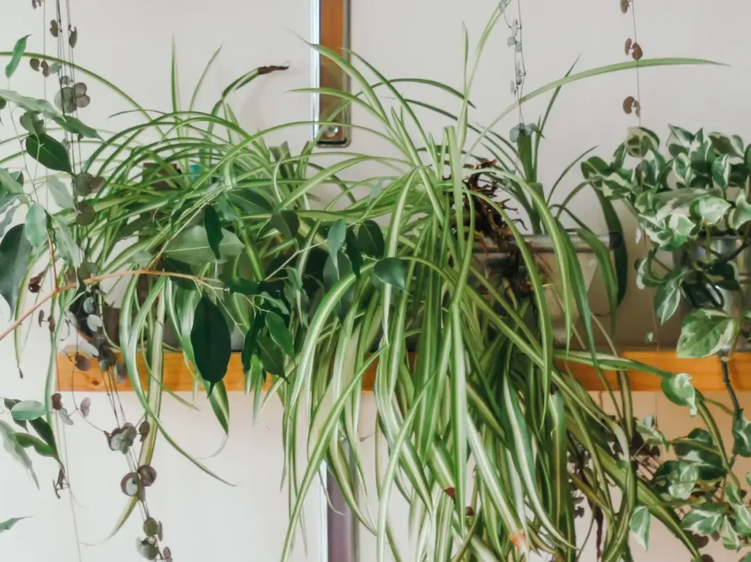 Czy zielistka jest trująca dla kota: prawda o bezpieczeństwie rośliny