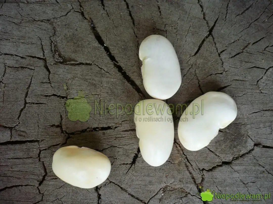 Kiedy siać fasolę jaś, aby uniknąć przymrozków i zapewnić plony