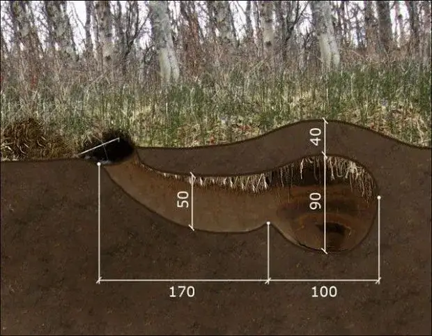 Jak nazywa się legowisko niedźwiedzia i dlaczego jest tak ważne dla jego życia?