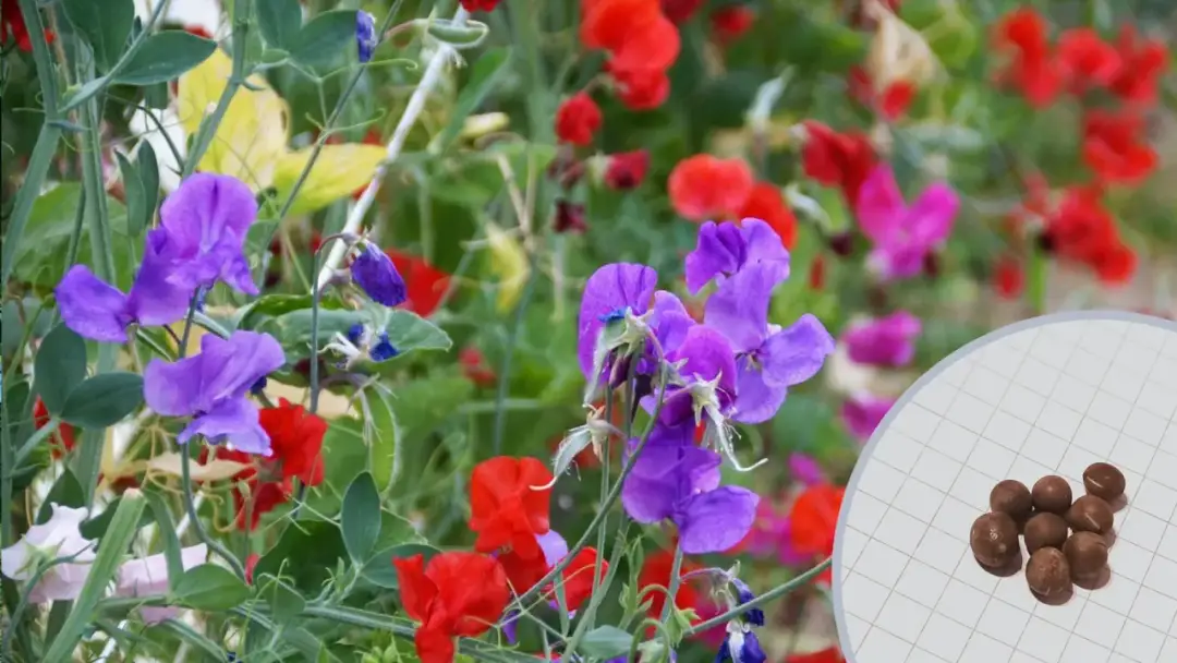Kiedy sadzić groszek pachnący do gruntu? Najlepszy termin i porady