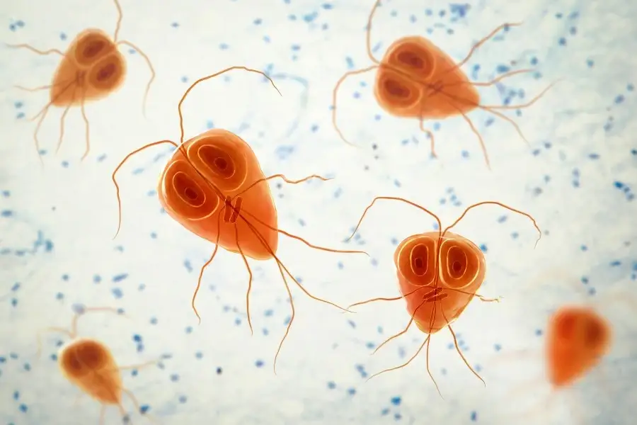 Lamblia - charakterystyka i metody rozpoznawania groźnego pasożyta