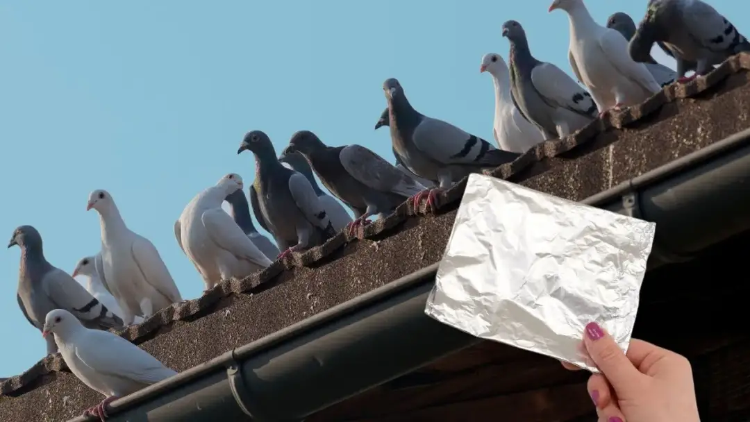 Jak pozbyć się gołębi na balkonie? Skuteczne metody i porady