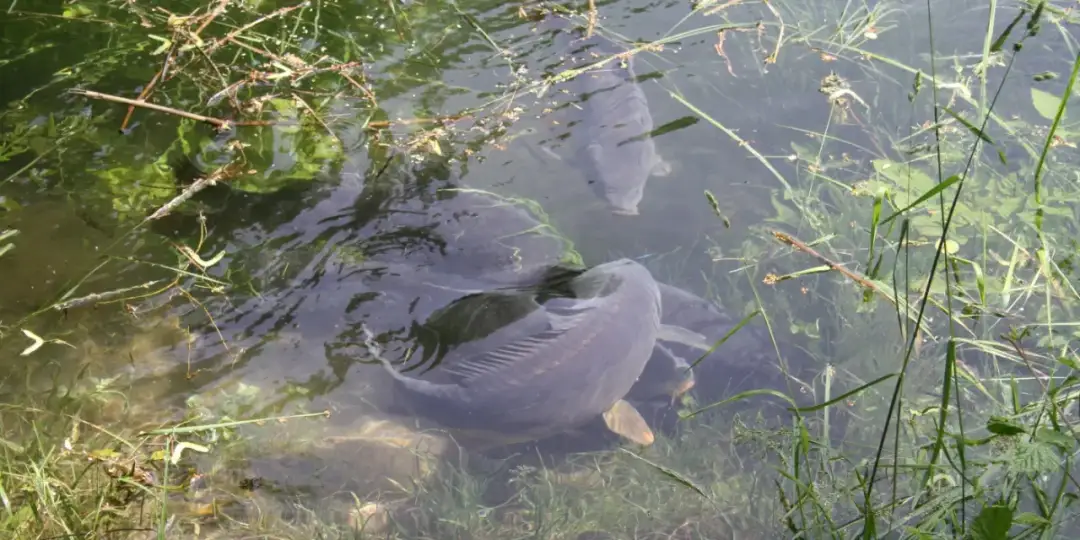 Wann leicht der Karpfen: Die besten Zeiten für erfolgreichen Fang