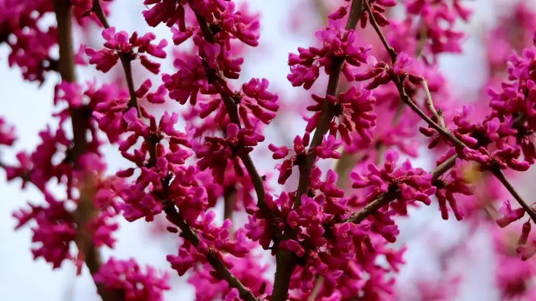 Jak długo kwitnie judaszowiec? Odkryj tajemnice jego kwitnienia