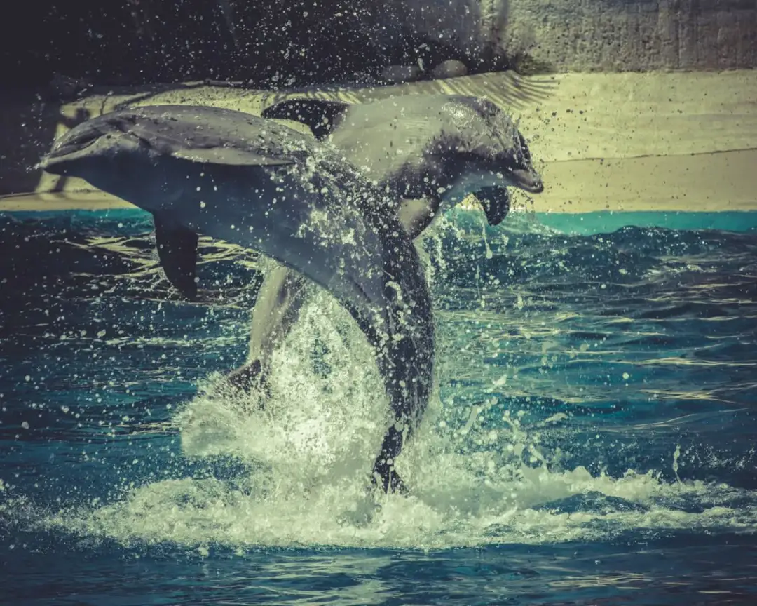 Gdzie można pływać z delfinami w Europie - najlepsze miejsca i porady