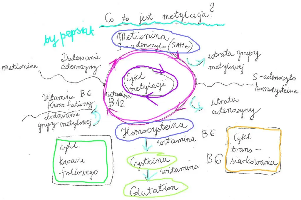 Zaburzenia metylacji objawy – jak je rozpoznać i co oznaczają?