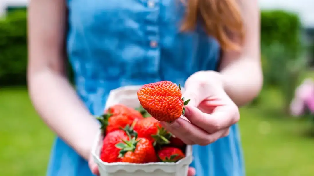 Czy truskawki tuczą? Poznaj prawdę o kaloryczności tych letnich owoców