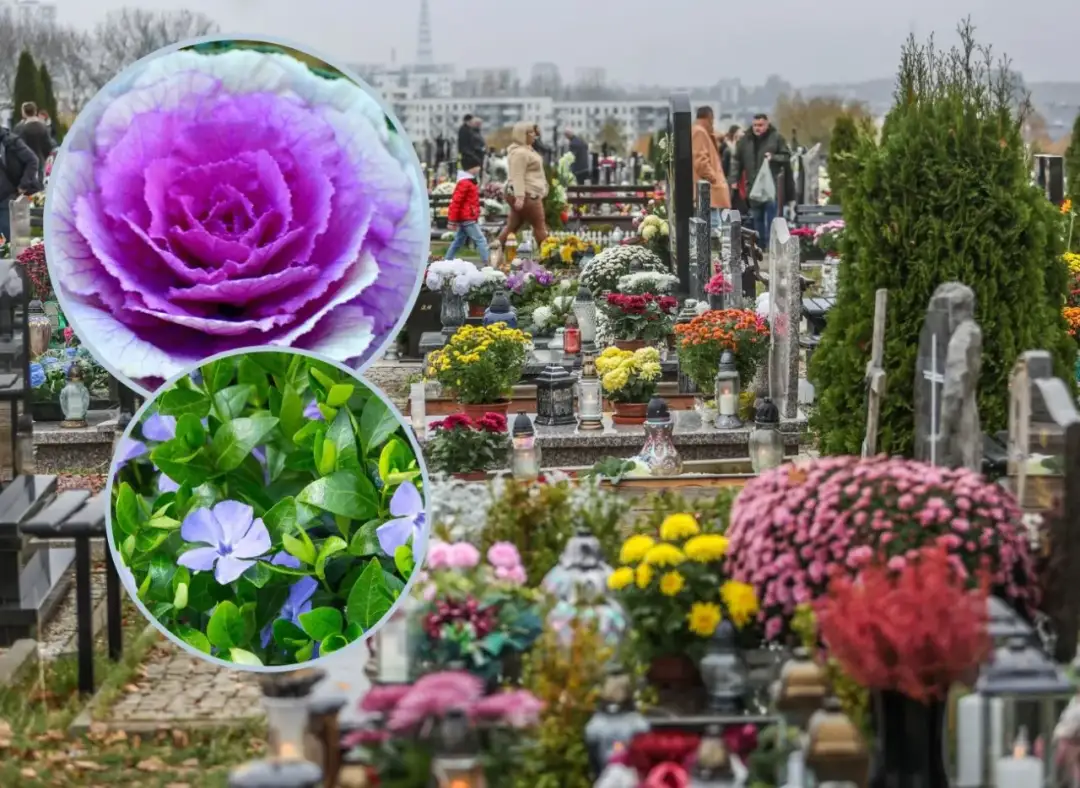 Jakie żywe kwiaty na cmentarz wybrać, aby przetrwały trudne warunki