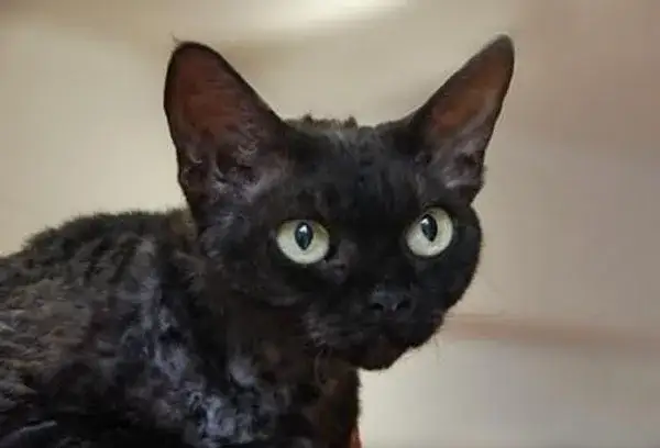Czarny Devon Rex - wyjątkowy kot o niepowtarzalnym charakterze