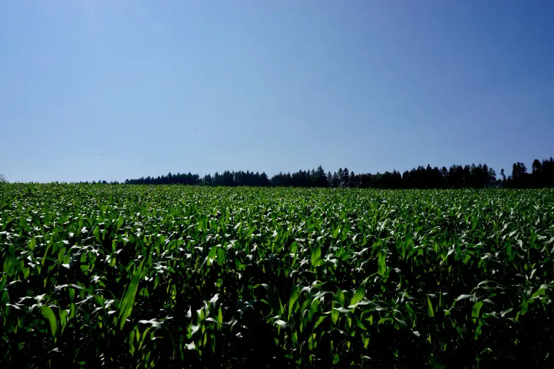 Jak skutecznie wykorzystać bacara trio w ochronie roślin?