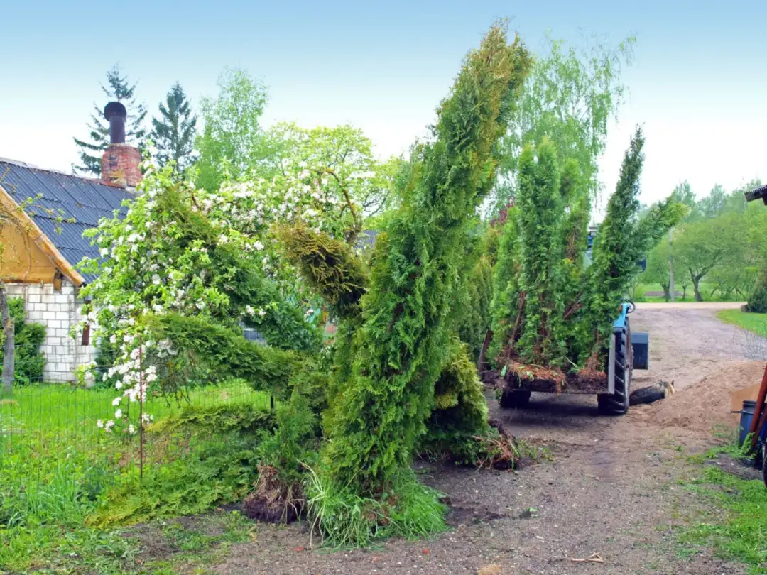 Jak prawidłowo przesadzać tuje, aby uniknąć uszkodzeń i zapewnić zdrowy wzrost