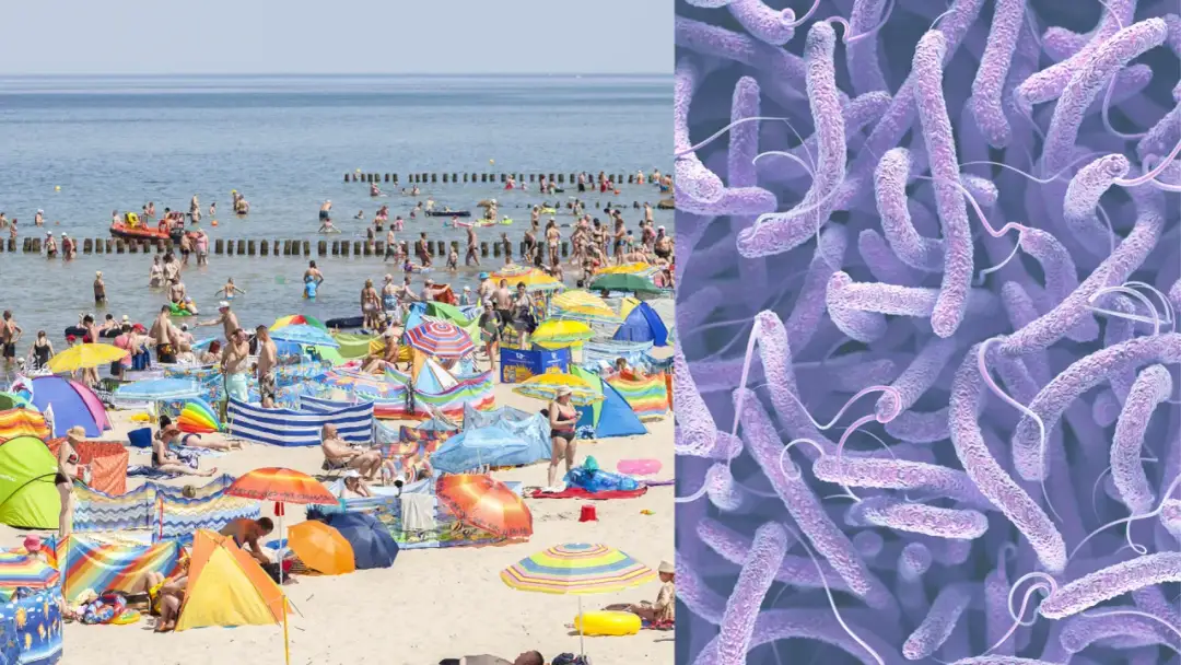 Gdzie czai się ryzyko mięsożernych bakterii w Bałtyku i jak się chronić