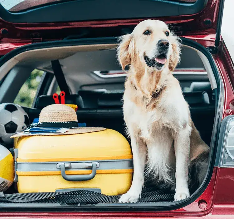 Gdzie wyjechać z psem? TOP 15 miejsc przyjaznych czworonogom w Polsce