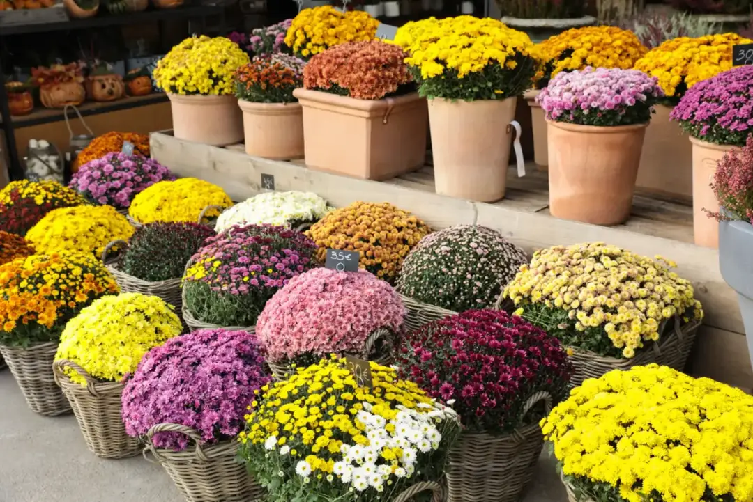 Jakie kwiaty na cmentarz jesienią wytrzymają chłód i urok zachowają