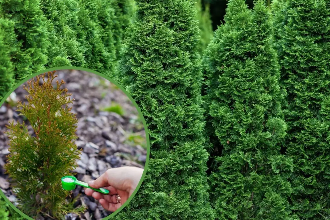 Kiedy nawozi się tuje, aby uniknąć ich osłabienia i chorób?