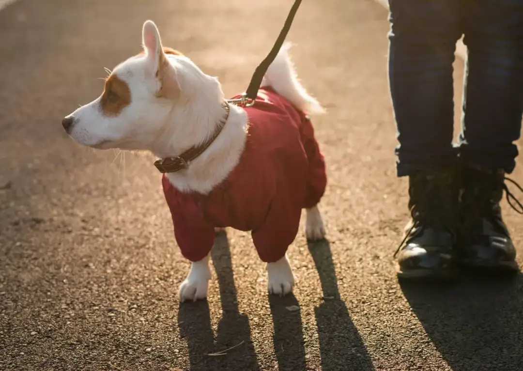 Jak zrobić ubranko dla psa z bluzy - proste kroki i wskazówki