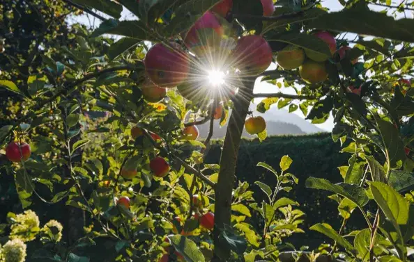 Drzewka owocowe w trakcie suszy - co robić?