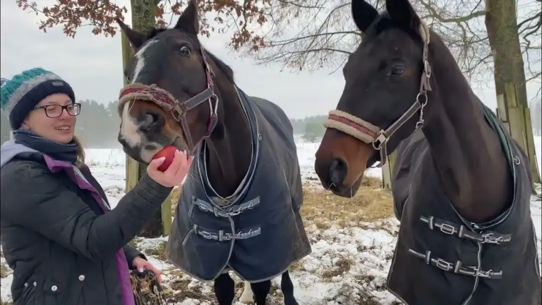 Najlepsze filmy o jeździectwie, które poruszą Twoje serce i duszę